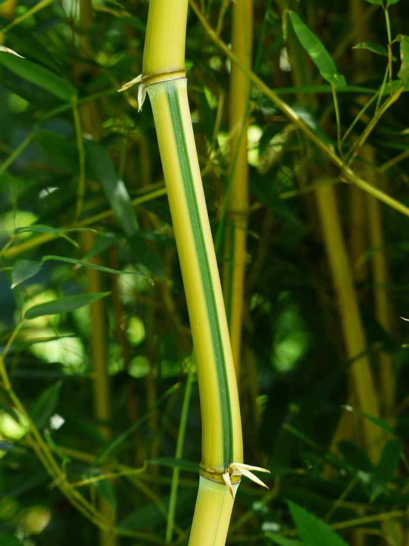 outdoors, bamboo node, bamboo stalks, plant part, growth, bamboo - plant, agriculture, phyllostachys aureosulcata, green color, yellow, brilliant golden bamboo