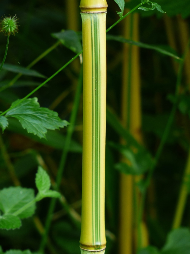 no people, blade of grass, plant stem, leaf, Green, Licorice, bamboo greenhouse, barrier, crooked, bamboo stick, plant, bamboo - plant, Bamboo, oblique