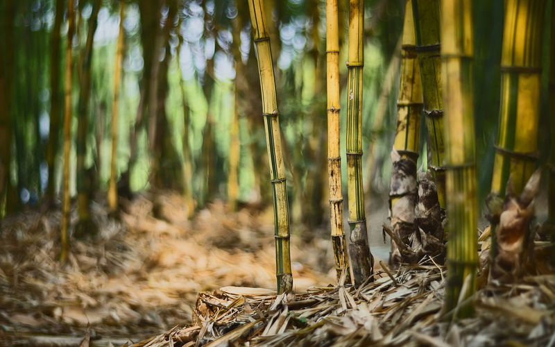 yellow, bamboo, hd, green, 1080P, sticks, nature