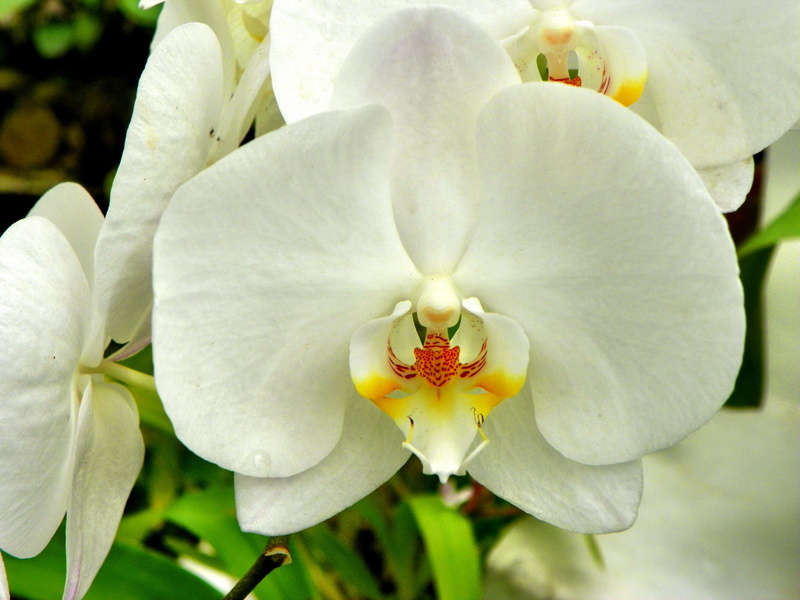 day, white color, focus on foreground, flowering plant, plant, flowers, stamen, inflorescence, springtime, vulnerability, yellow, garden, nature, beauty in nature