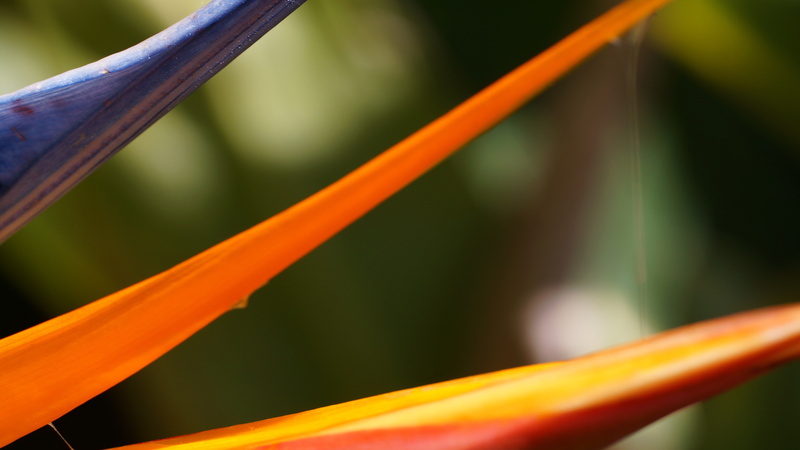 vulnerability, orange, bird of paradise, green color, plant stem, growth, plant, bamboo - plant, plant part, grass, 4K, day, blade of grass, nature, orange color