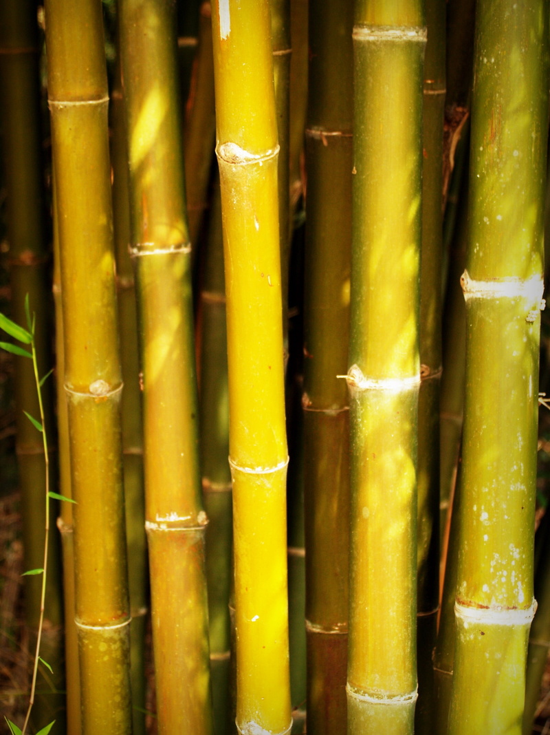 yellow, beauty, day, wood, flora, branch, close-up, peace, full frame, sun, asia, japan, plant, japanese, bright, sky, outdoors, garden, decoration, focus on foreground