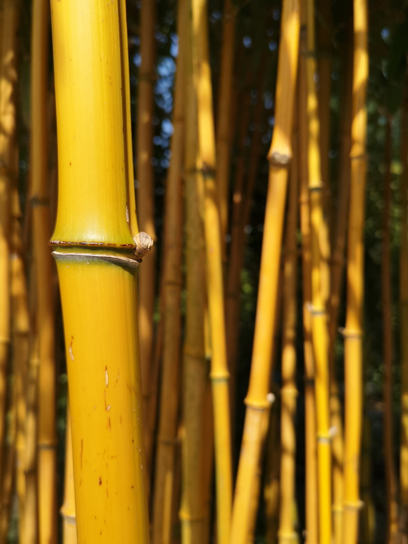 bamboo - material, upright, yellow, texture, sunlight, nature, natural, tree, trunk, beauty in nature, 2K, tall, trees, land, detail, shade, ridge, metal