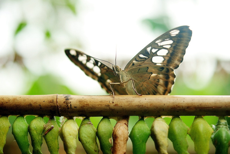 insect, outdoors, animal wing, sparkle, butterfly - insect, bamboo, near, animal, gold glazed includes, animal body part, 4K, cocoons, insect larvae, stick