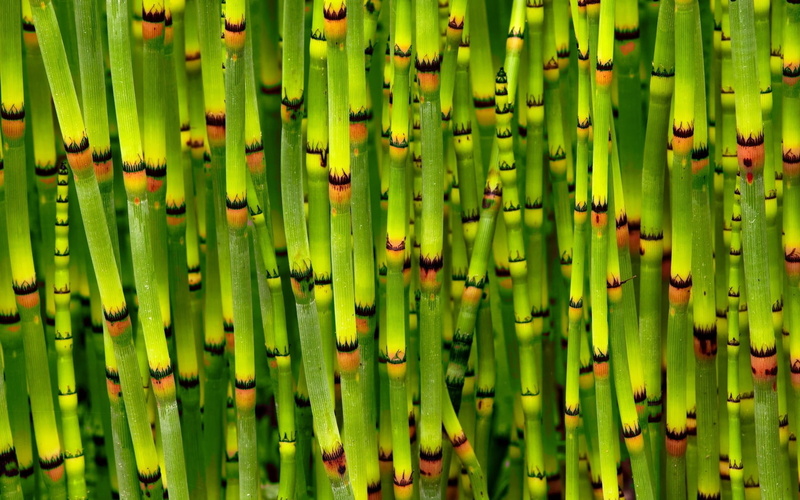 720P, yellow, leaf, pattern, day, green, organic, stem, asia, trees, food and drink, repetition, close-up, nature, abundance, full frame, bright, bamboo - Plant