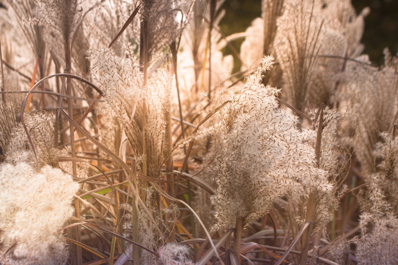 hay fever, pollen, mammal, rural, 4K, bamboo grassedit this page, macro, close-up, close up, animal themes, dry, land, plant, one animal, focus on foreground