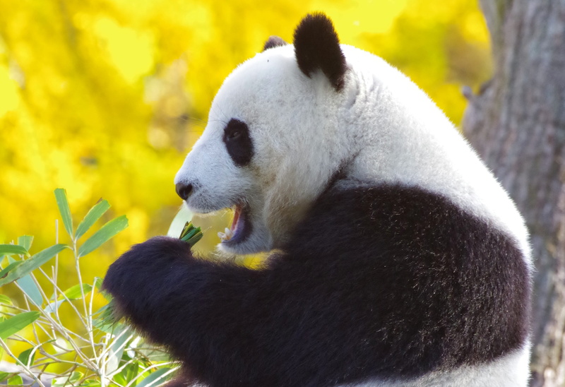 purry, herbivorous, mammal, eating, endangered species, day, china, giant panda, mouth open, outdoors, bear, animal themes, vertebrate, 2K, panda - animal
