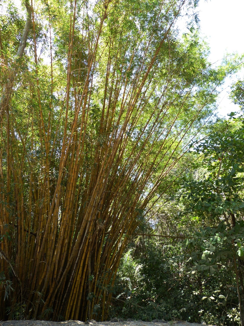 green color, tropical forest, woodland, day, outdoors, lush foliage, bamboo forest, tree, non-urban scene, grass, bamboo - plant, yellow, no people, tropical