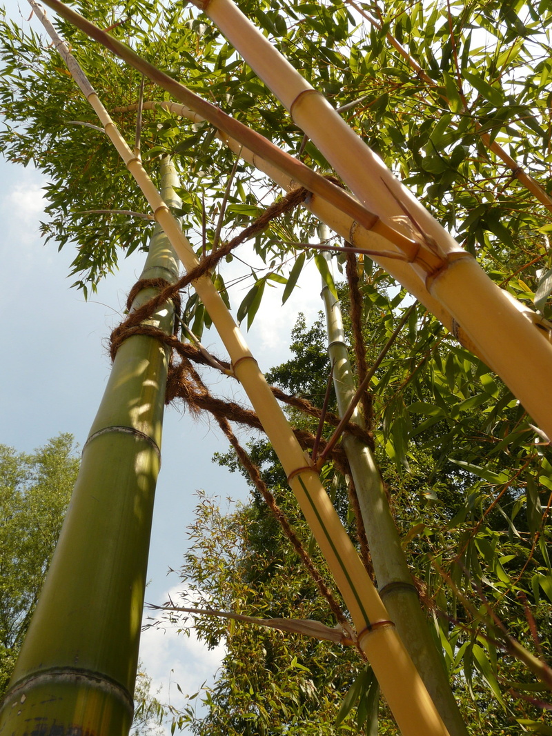 no people, low angle view, tree, sky, growth, 2K, tranquility, branch, plant, outdoors, land, bamboo garden, day, bamboo, bamboo - material, leaf, sunlight