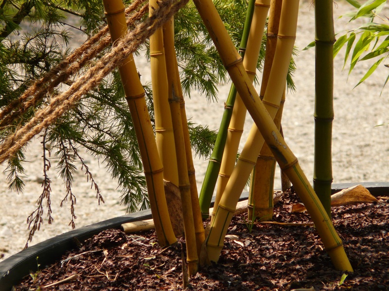 plant part, bamboo, wood, leaf, trunk, land, bamboo grove, tranquility, bamboo garden, outdoors, aureocaulis, day, 2K, no people, plant, bamboo - plant