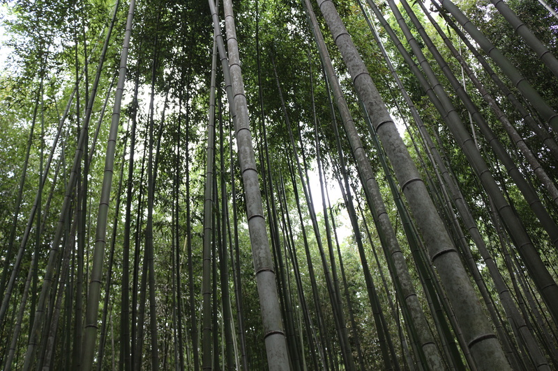 5K, landscape, Japanese Garden, bamboo, forest