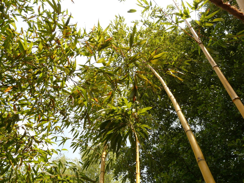 green color, sky, aureocaulis, tranquility, bamboo - plant, low angle view, tree, tree canopy, tree trunk, beauty in nature, outdoors, trunk, palm tree