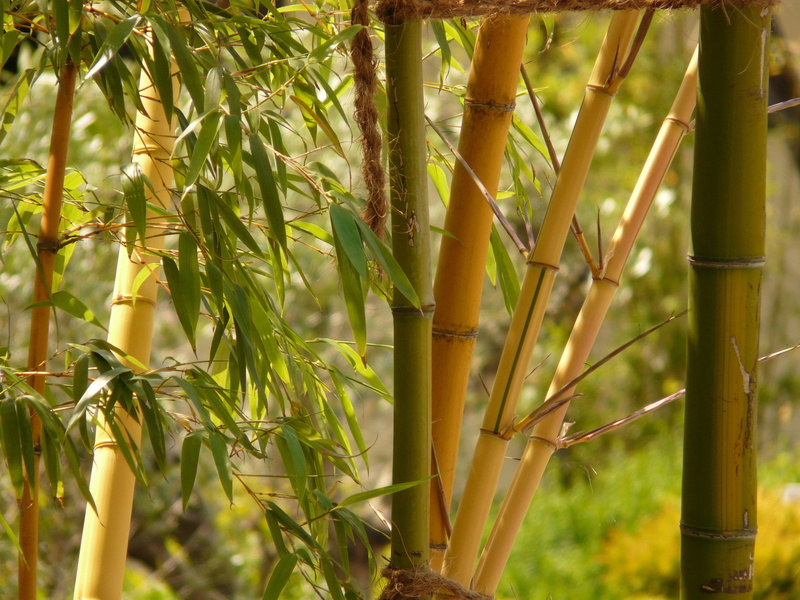 bamboo garden, tranquility, day, agriculture, wood, plant, aureocaulis, bamboo - plant, daytime, outdoors, nature, no people, beauty in nature, plantation