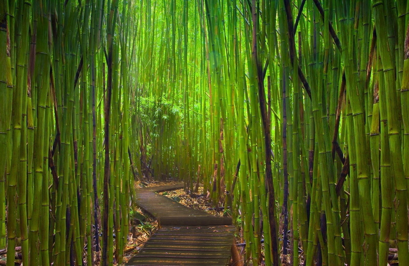 1080P, bamboo, garden, Japanese Garden