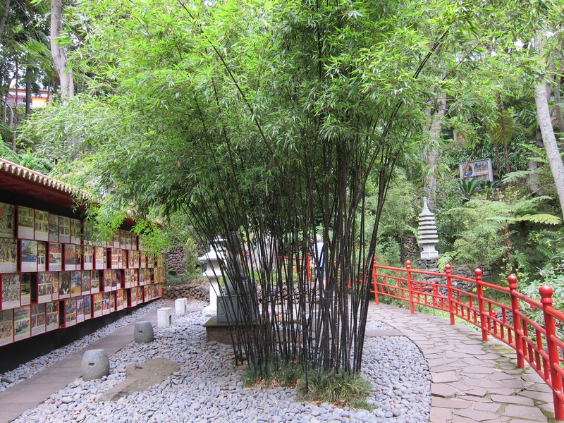 garden, no people, railing, growth, building exterior, the way forward, building, bamboo garden, architecture, japanese garden, plant, day, green color