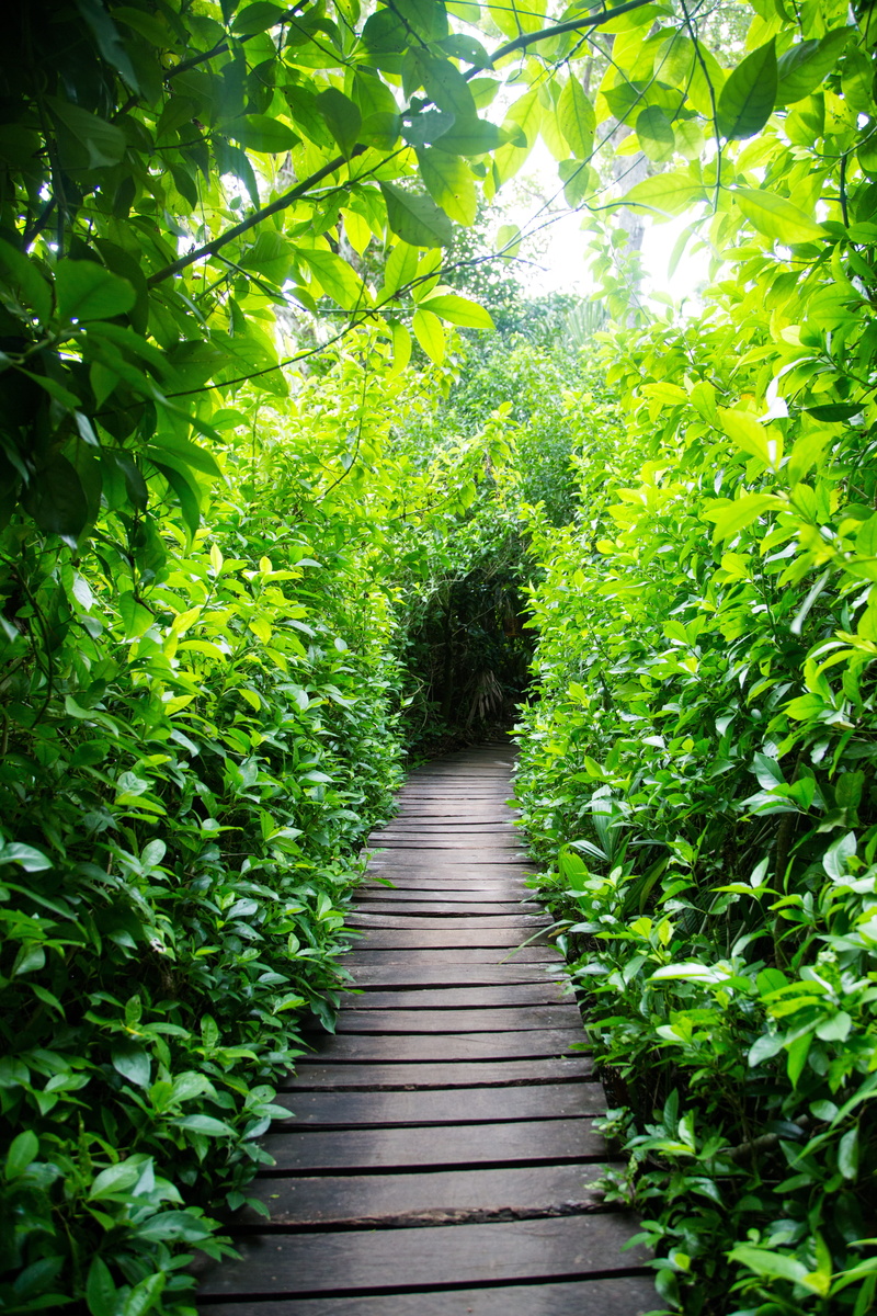 tranquility, building, wood, leaf, direction, 5K, tree, labyrinth, land, sunlight, vine, lush foliage, day, patio, plant part, beauty in nature, growth