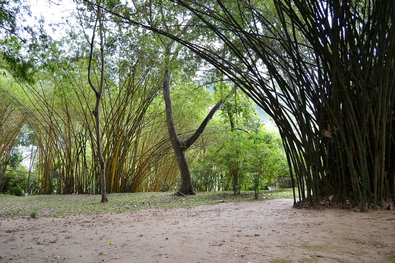 non-urban scene, landscape, garden, 2K, day, peradeniya, outdoors, tree, environment, no people, forest, tranquil scene, branch, bamboo, ceylon, botanic