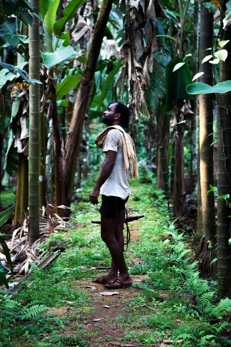 standing, rear view, farm, plant, farmer, tree, lifestyles, growth, nature, full length, india, one person, walking, forest, casual clothing, leisure activity