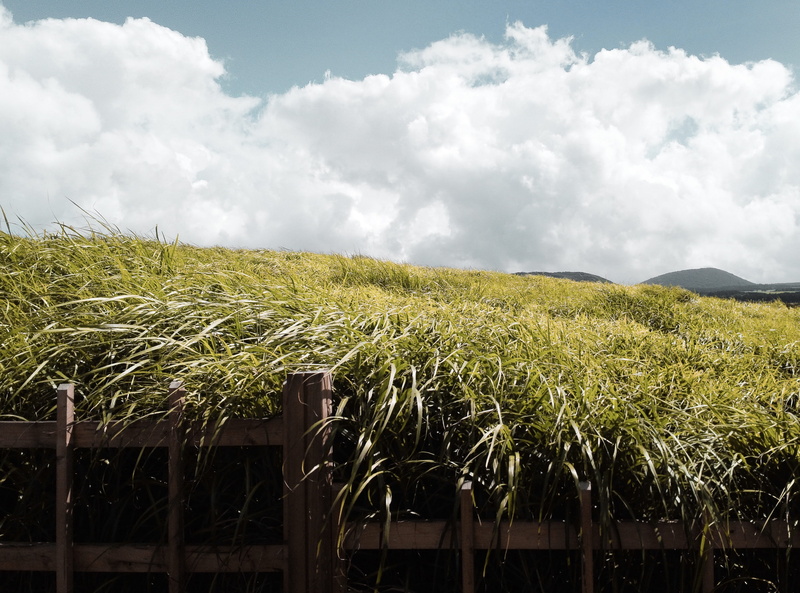 plantation, growth, farm, scenics - nature, sky, mountain, crop, building, green color, arbour, 4K, day, garden, land, environment, cloud, landscape, countryside