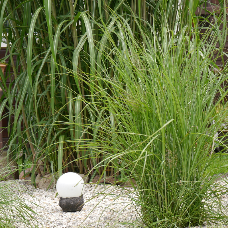 outdoors, close-up, grasses, nature, lake, high angle view, field, 1080P, day, egg, sport, ball, garden, grass, bamboo grassedit this page, food and drink