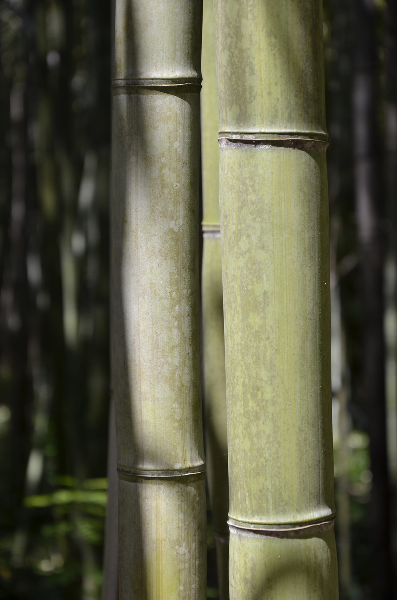 tree, sunlight, trees, focus on foreground, zen, tranquility, Nature, green color, in love, tree trunk, background, bamboo grove, no people, beauty in nature