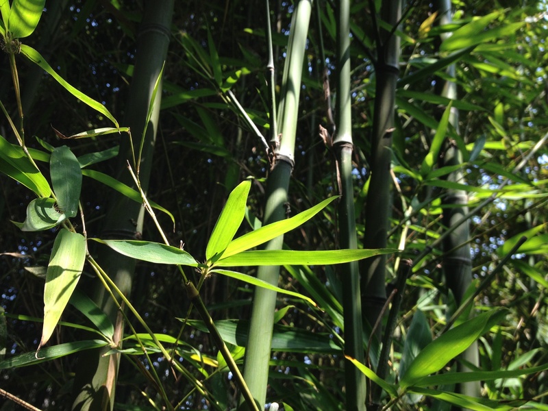 leaf, bamboo, land, plant, sunlight, close-up, beauty in nature, outdoors, green color, field, plant part, growth, grass, garden, no people, leaves, fragility