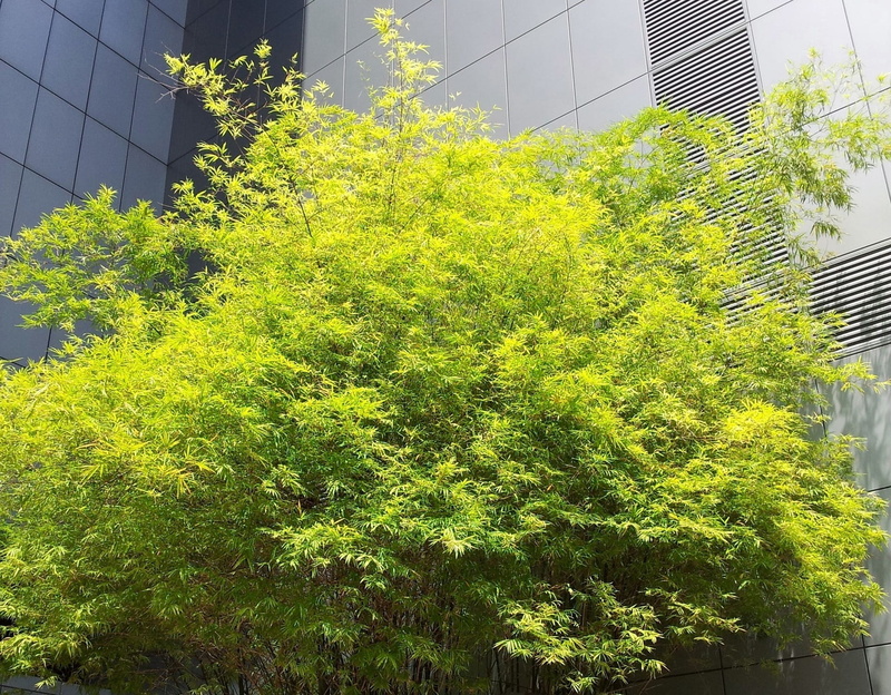 Leaves, low angle view, leaf, growth, building exterior, Tree, Foliage, Green, city, green color, outdoors, sunlight, botanical, skyscraper, Bamboo, gardening