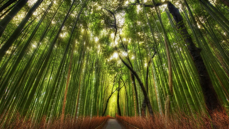 spring, plant, bamboo - plant, tree trunk, leaves, bamboo, land, water, 1080P, flower, palm leaf, summer, branch, green color, zen, tranquility, scenics - nature