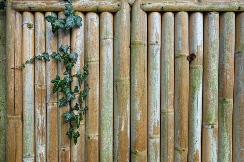 garden fence, ivy, pattern, organic, protection, fence, security, wall - building feature, growth, leaf, plant part, bamboo, outdoors, safety, close-up