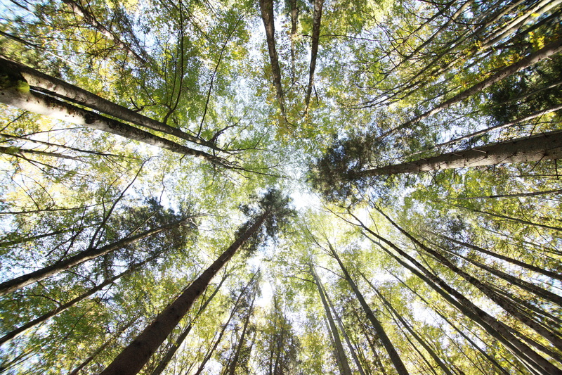 Forest, leaf, 5K, plant, tall - high, environment, full frame, park, pine, Lumber, pine woodland, log, cut, cutting, tranquility, natural, trunk, directly Below