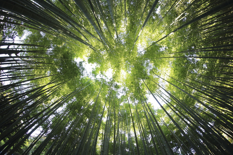 trees, growth, tranquility, bamboo, worm, adventure, green color, woods, no people, travel, tree, trunk, green, tree trunk, beauty in nature, landscape