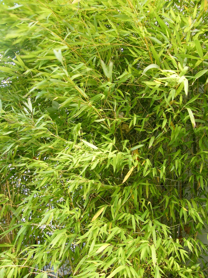 green, herb, growth, no people, leaves, day, grass, garden, foliage, bamboo - plant, leaf, wellness, full frame, tranquility, outdoors, plant, field, close