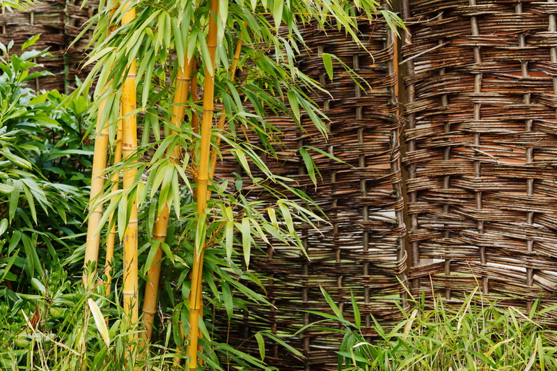 natural, green, palm leaf, Bamboo, stem, full frame, growth, leaves, land, tree, nature, outdoors, Background, bamboo - plant, green color, close-up, wood