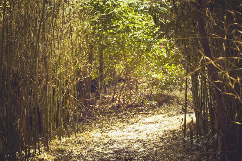 green color, natural, bamboo, tranquil scene, garden, the way forward, 4K, tree, park, land, green, leaves, growth, light, plant, trees, direction, summer