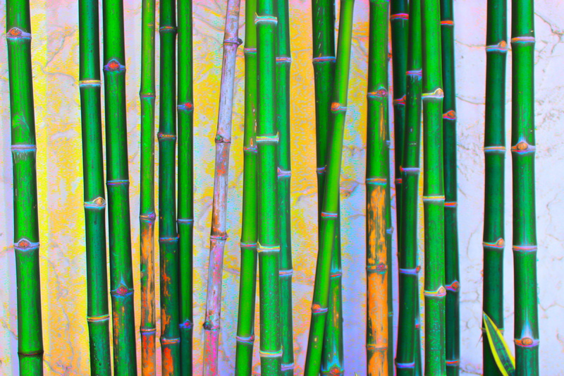 bamboo - plant, outdoor, oriental, painting, day, botanical, tropical, no people, in a row, design, blooming, outdoors, textured, texture, color, backgrounds