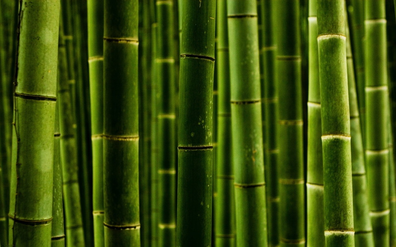 green, bamboo, 2K