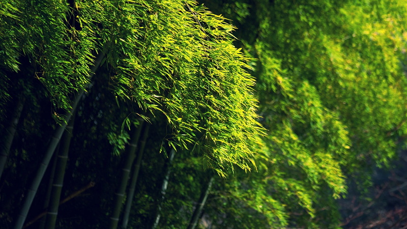 focus on foreground, no people, leaves, sunlight, plant, forest, coniferous tree, trees, close-up, green, nature, beauty in nature, land, pine woodland