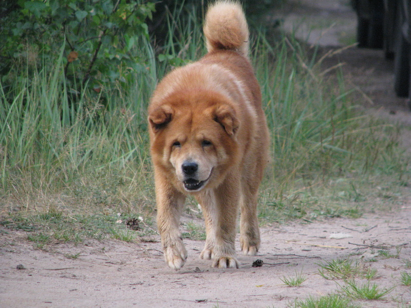 territory, animal themes, domestic, the bypass, field, vertebrate, focus on foreground, animals in the wild, pets, domestic animals, day, no people, land