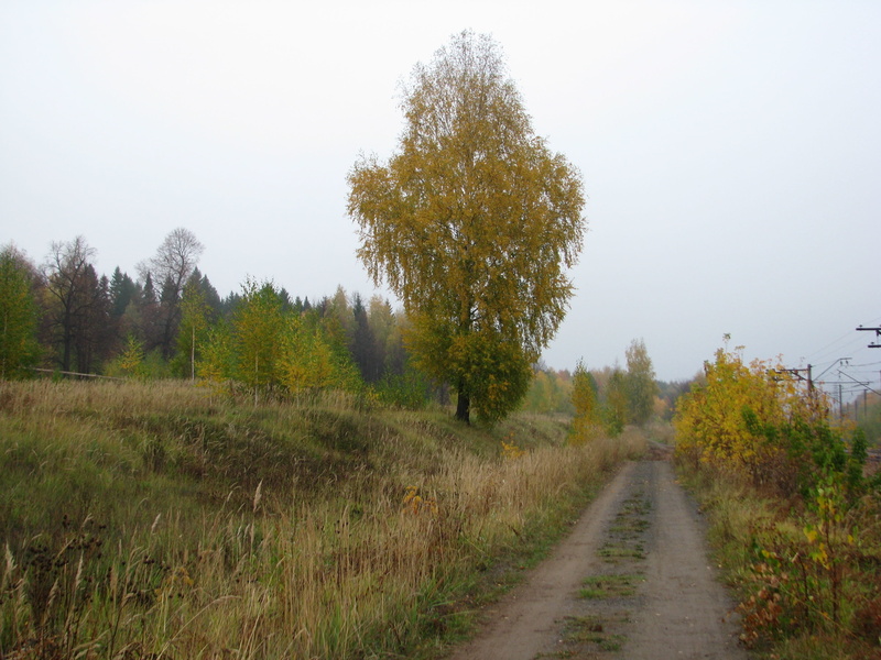 autumn forest, sky, leaves, russia, yellow leaves, green color, land, bypass road, scenics - nature, outdoors, tree, no people, environment, plant, landscape