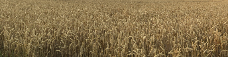 View, corn - crop, backgrounds, cereal plant, rural scene, grain, scenics - nature, cereals, field width, oat - crop, 2K, environment, village, photography