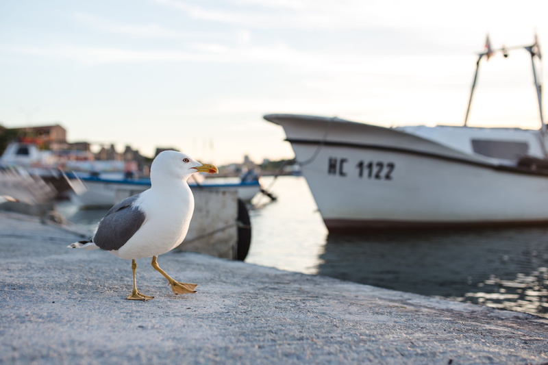 animals in the wild, animal wildlife, bird, one animal, animal, boat, animal themes, sand, vertebrate, Port, outdoors, Seagull, focus on foreground, 4K