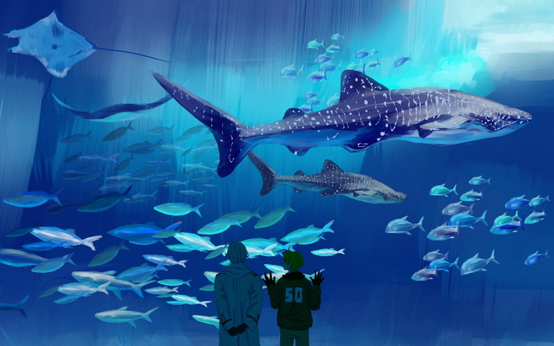 swimming, tank, undersea, backgrounds, marine, carnivore, animals in the wild, sea, nature, men, group of animals, wildlife, animal themes, 1080P, large group of animals
