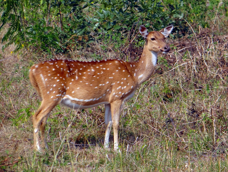one animal, india, safari, 2K, outdoors, plant, bandipur, axis axis, spotted deer, wildlife, karnataka, field, no people, animal wildlife, side view, chital