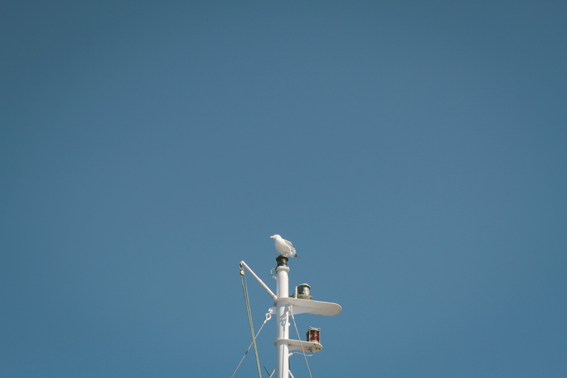 blue, pulleys, seagull, copy space, connection, waterfowl, satellite, low angle view, antenna - aerial, bird, technology, animal, blue sky, waterbird, pole