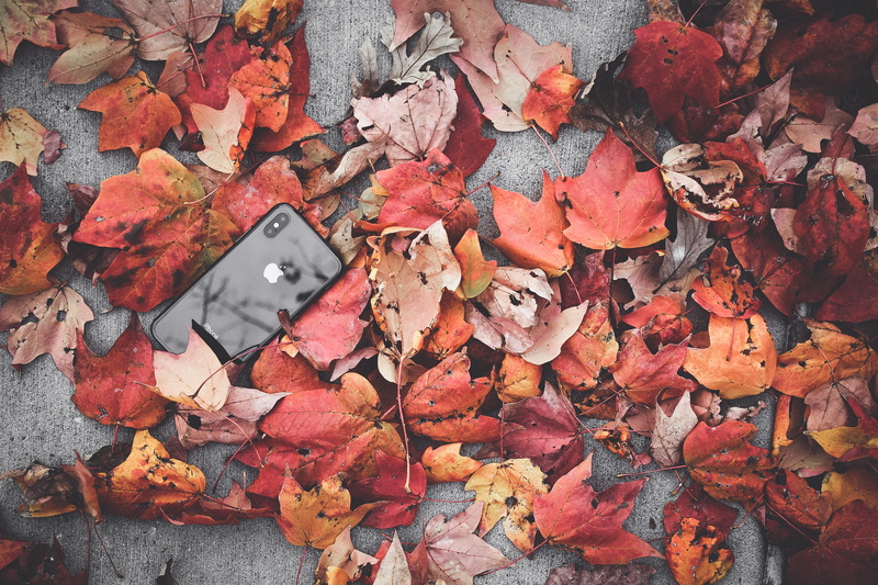 high angle view, close-up, photography, leafs, maple, space, beside, nature, beauty in nature, fragility, no people, lay, apple, change, x, phone, falling
