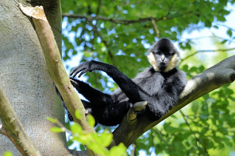 animal themes, leaf, forest, Ape, plant, wildlife, species, rainforest, green Color, fur, zoology, low angle view, no people, Primate, environment, mammal