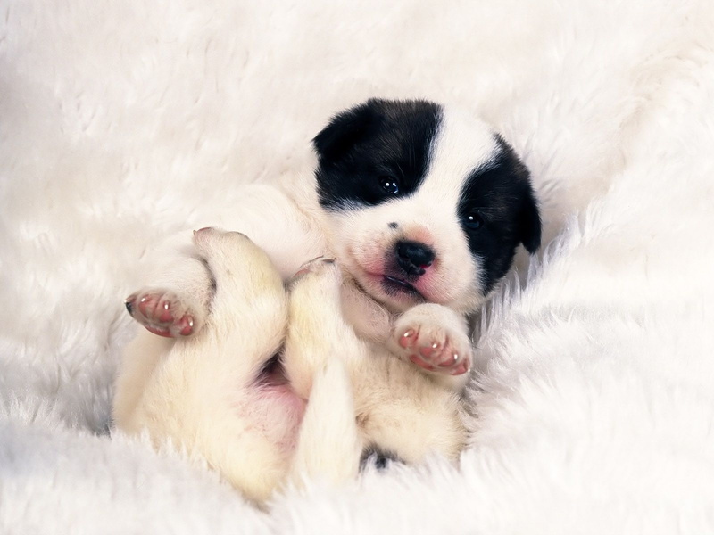 dog, baby, short, sleeper, black, animals, sleep, puppy, sweet, 720P, hd, white, coat, tender