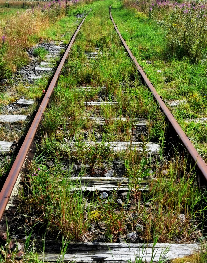 day, overgrown, growth, plant, weed, diminishing perspective, no people, vegetation, railroad track, the way forward, high angle view, rail traffic, railroad tracks