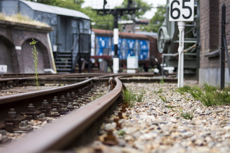 architecture, travel, dutch railways, railroad track, city, public transportation, netherlands, plant, dutch train, sleepers, day, railway, wagon, wagons