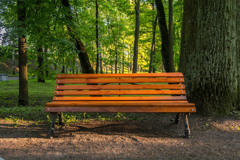 gatchina, trees, forest, beautiful, summer, tree trunk, landscape, growth, absence, seat, for relax, land, park - man made space, Bench, 4K, excellent